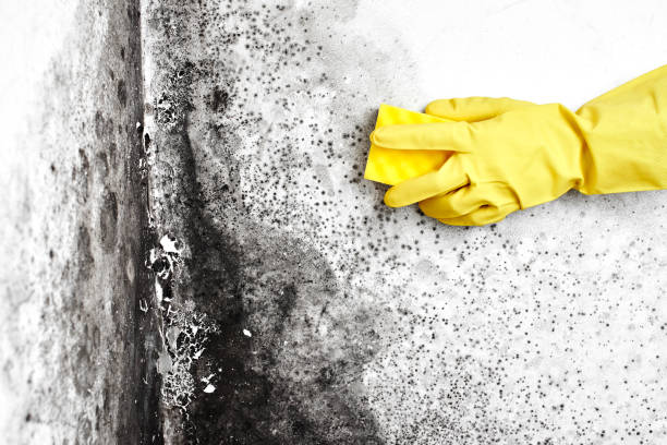 Best Certified Mold Removal  in Lake Lure, NC
