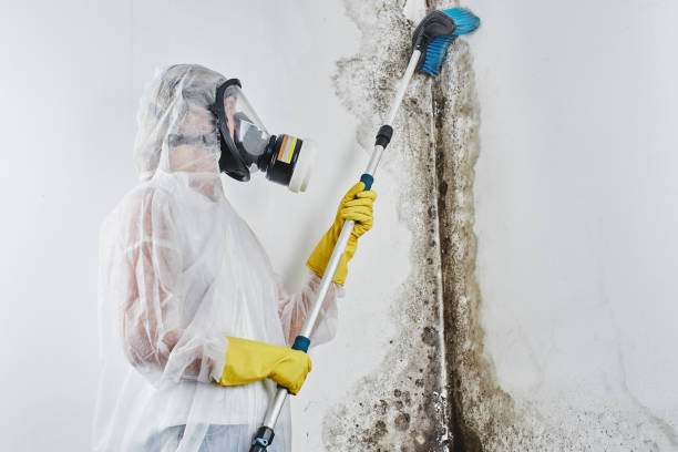 Best Mold Damage Repair  in Lake Lure, NC