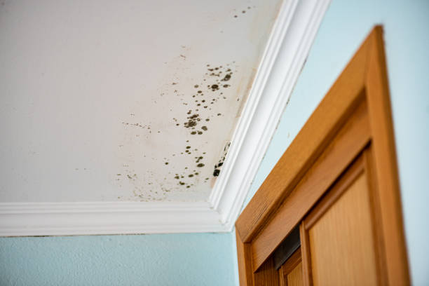 Certified Mold Removal in Lake Lure, NC