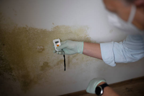 Best Certified Mold Removal  in Lake Lure, NC