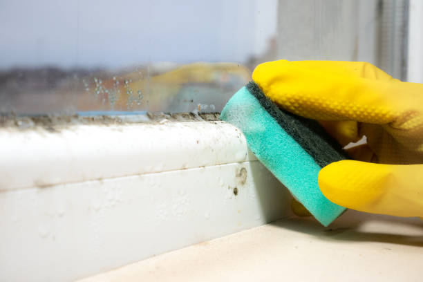 Mold Testing and Removal in Lake Lure, NC