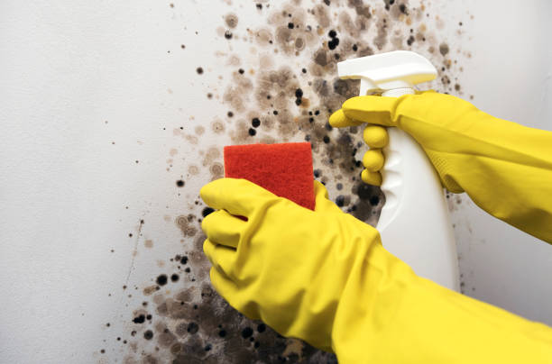 Best Emergency Mold Removal  in Lake Lure, NC