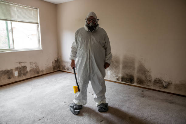 Office Mold Removal Services in Lake Lure, NC