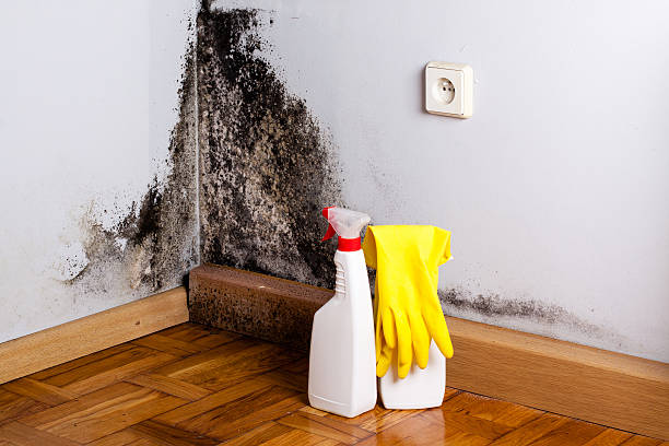 Reliable Lake Lure, NC Mold Removal Solutions