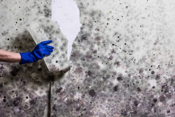 Best Mold Removal Company Near Me  in Lake Lure, NC