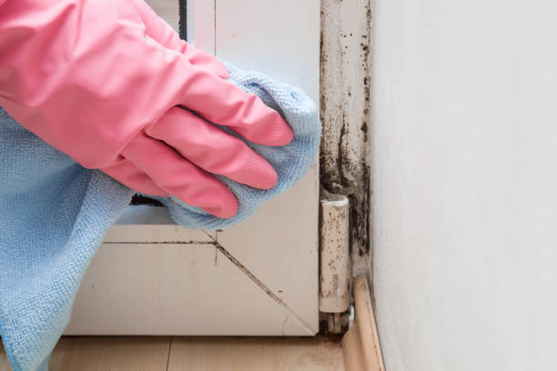 Best Toxic Mold Removal  in Lake Lure, NC