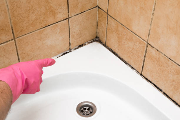 Mold Removal and Inspection in Lake Lure, NC